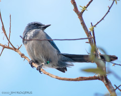 Aphelocoma coerulescens