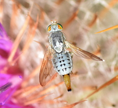 Terellia longicauda