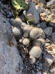 Escobaria emskoetteriana