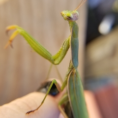 Mantis religiosa
