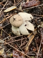 Geastrum triplex
