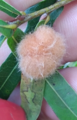 Neuroterus laurifoliae