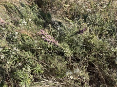 Liatris punctata