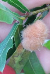 Neuroterus laurifoliae