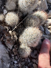 Escobaria emskoetteriana