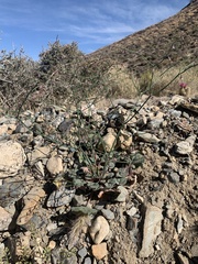 Eriogonum deflexum deflexum