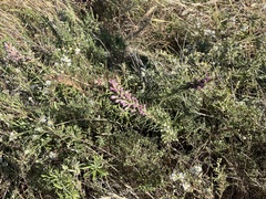 Liatris punctata