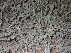 Atriplex glauca