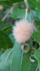 Neuroterus laurifoliae