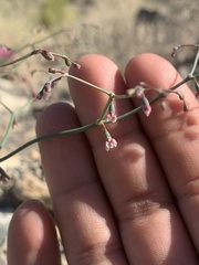 Eriogonum deflexum deflexum