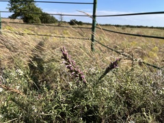Liatris punctata