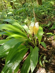 Calanthe
