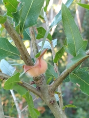 Neuroterus laurifoliae