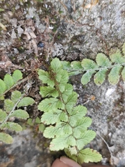 Polystichum craspedosorum