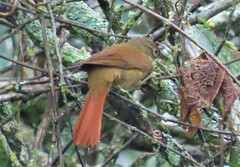Anabacerthia striaticollis
