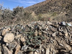 Eriogonum deflexum deflexum