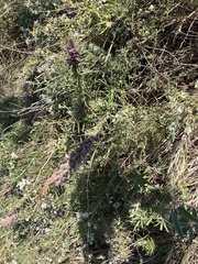 Liatris punctata