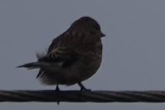 Linaria flavirostris