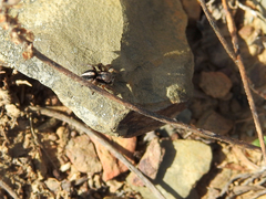 Aelurillus luctuosus