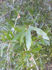 Neuroterus laurifoliae