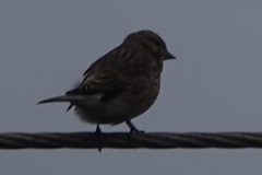 Linaria flavirostris