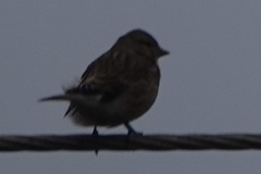 Linaria flavirostris