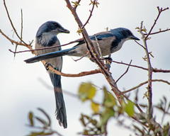 Aphelocoma coerulescens