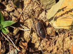 Porcellio hoffmannseggii