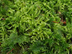 Eurhynchium angustirete