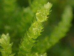 Eurhynchium angustirete