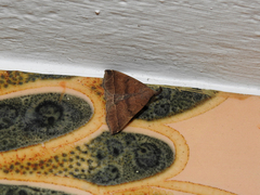 Pechipogo plumigeralis