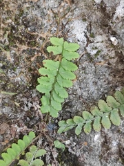 Polystichum craspedosorum