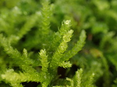 Eurhynchium angustirete