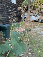 Macleaya