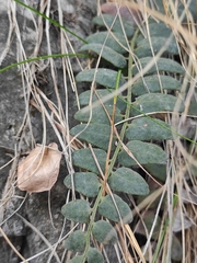 Cyrtomium nephrolepioides