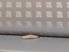 Plodia interpunctella