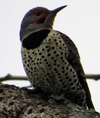 Colaptes auratus luteus × cafer
