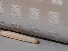 Plodia interpunctella