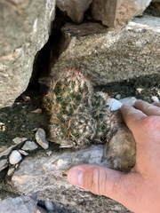 Escobaria emskoetteriana