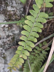 Polystichum craspedosorum