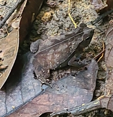 Rhinella alata