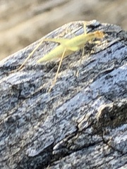 Oecanthus