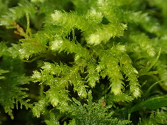 Eurhynchium angustirete