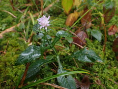 Knautia dipsacifolia