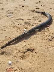 Syngnathoidei