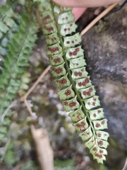 Polystichum lanceolatum
