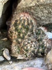 Escobaria emskoetteriana