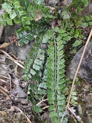 Polystichum lanceolatum