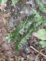 Polystichum lanceolatum