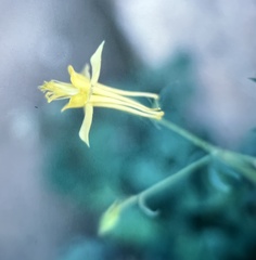 Aquilegia chrysantha